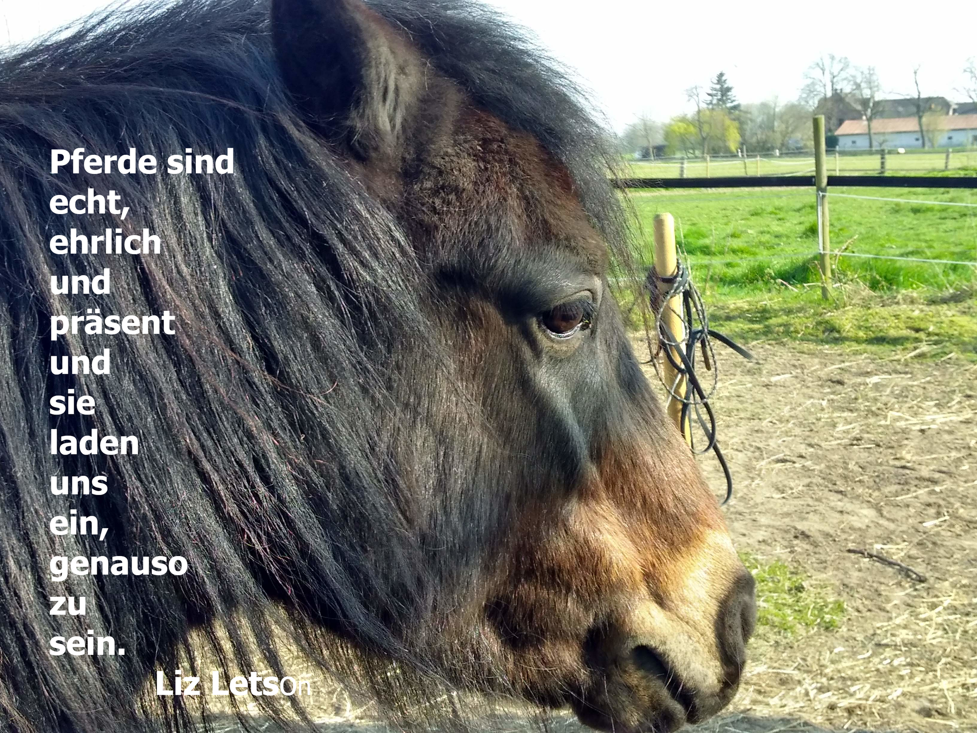 Pferdeflüstern - was uns die Pferde (vielleicht wirklich) flüstern