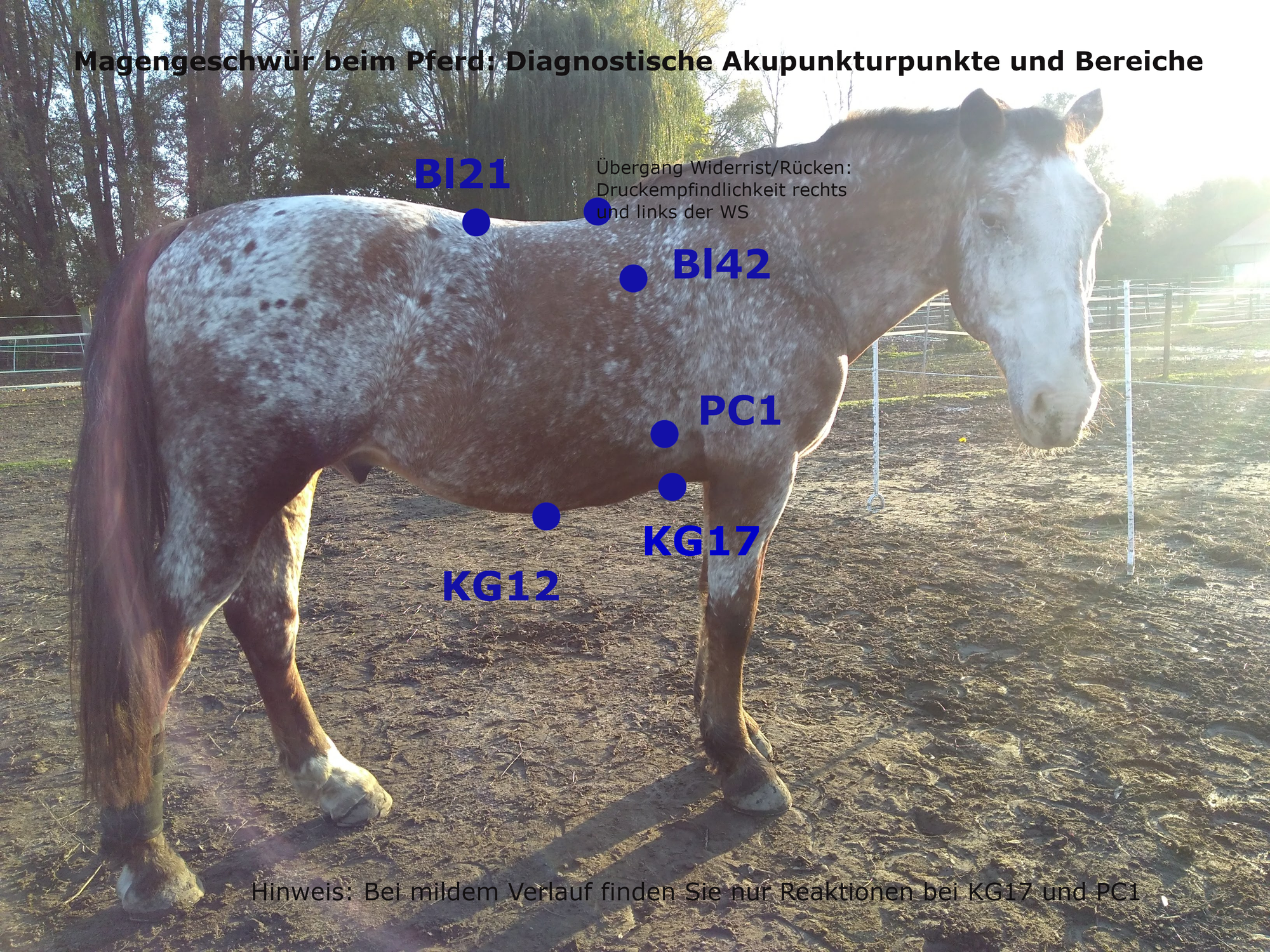 5 Wege um Schmerzen bei deinem Pferd zu erkennen