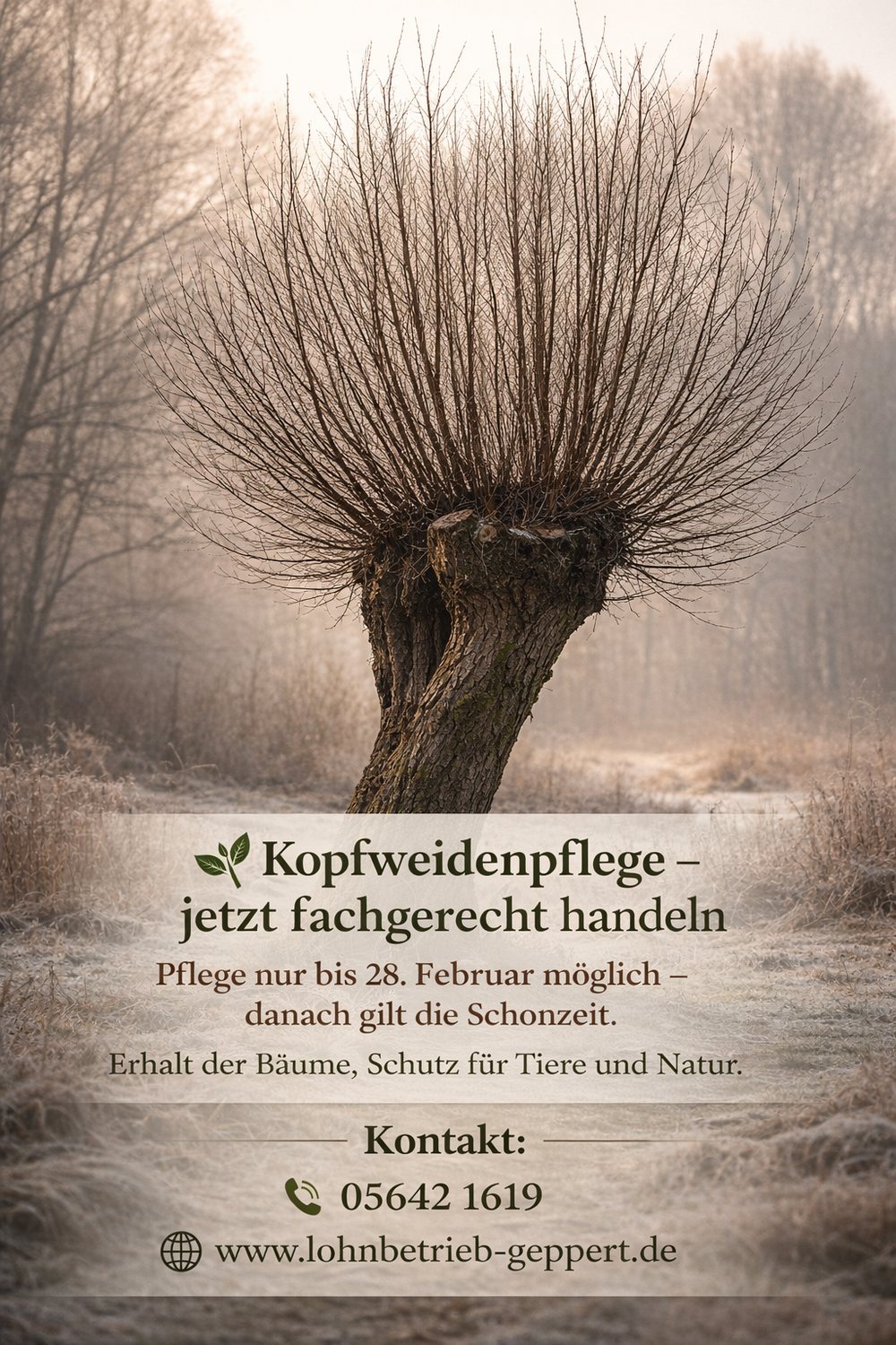 Kopfweidenpflege schützt Natur und Landschaft!