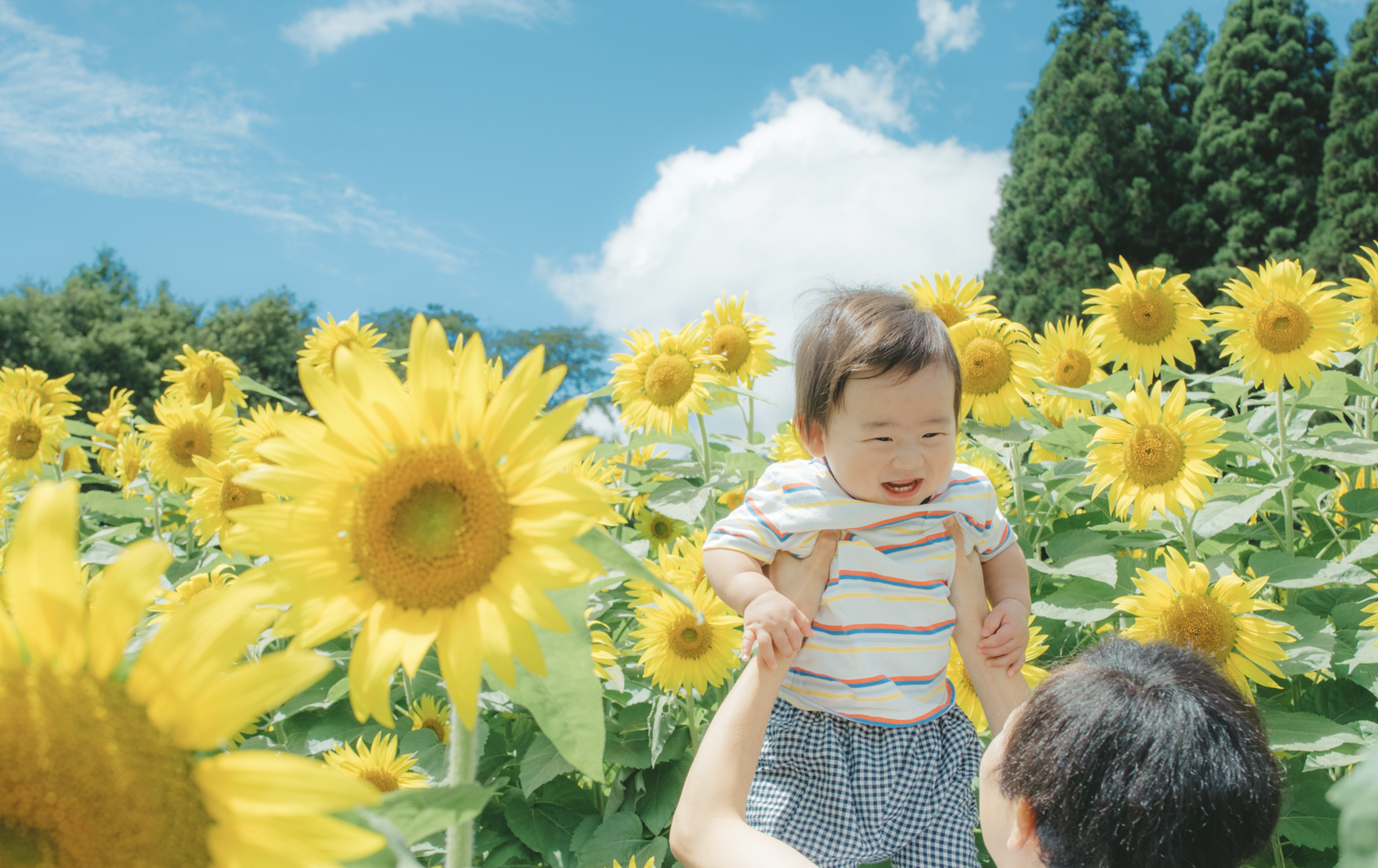 【8月8日募集開始】2024年夏！大人気「ひまわり撮影会」