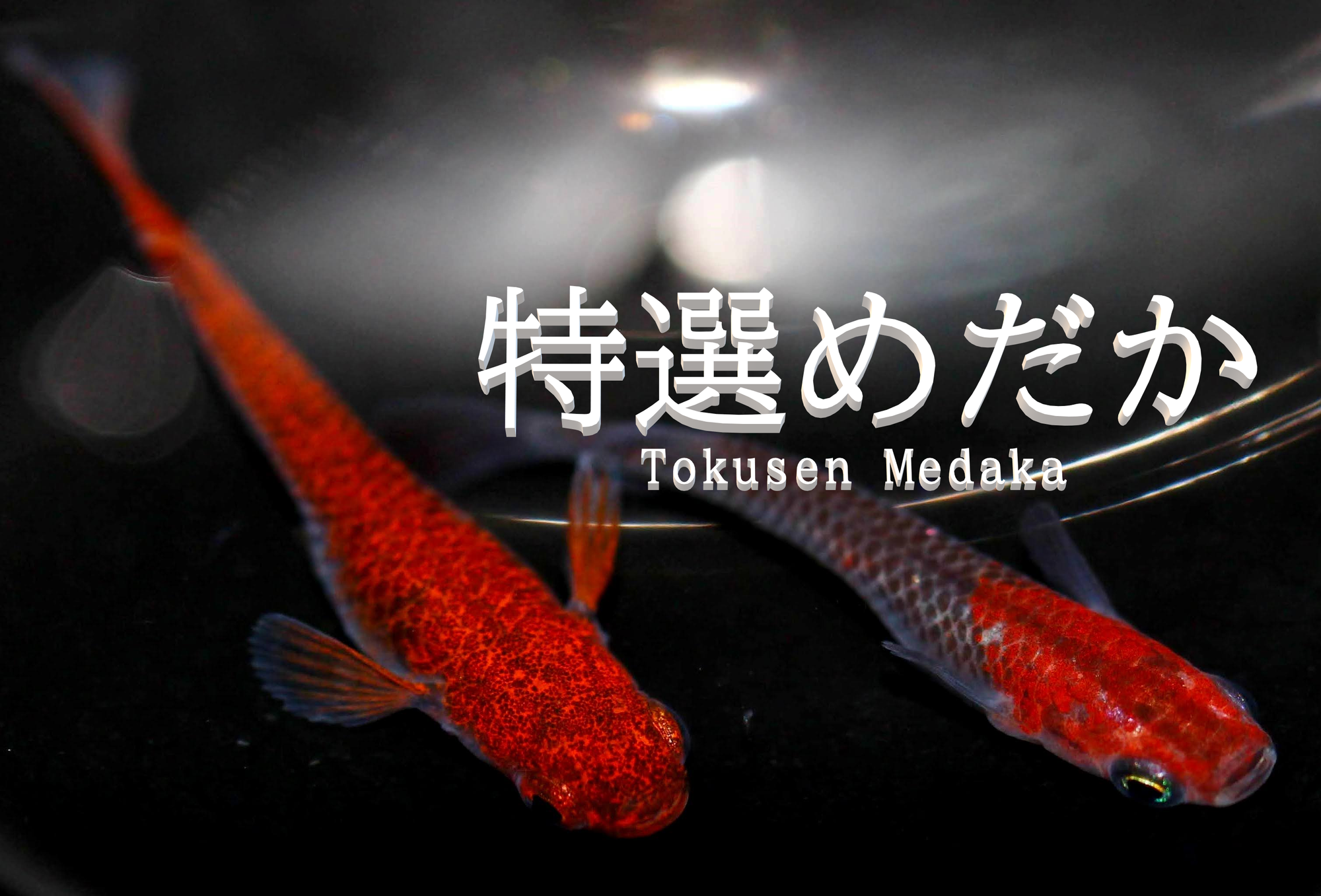 第3バトル【普通体型・非透明鱗三色】 | メダカガチバトル公式サイト