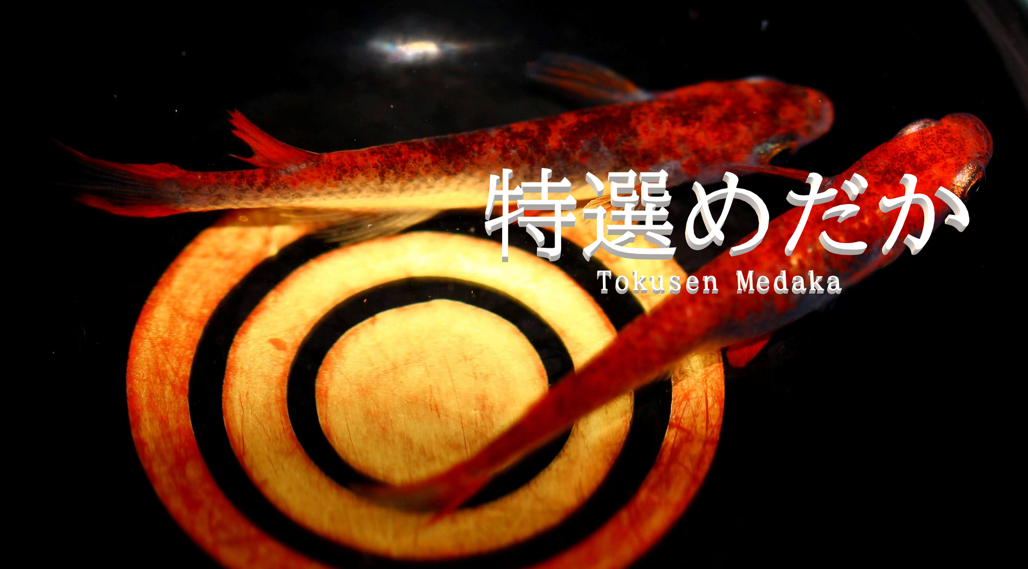 ブログ - tokusenmedaka 特選めだか メダカ・成魚・卵など通販 三色錦