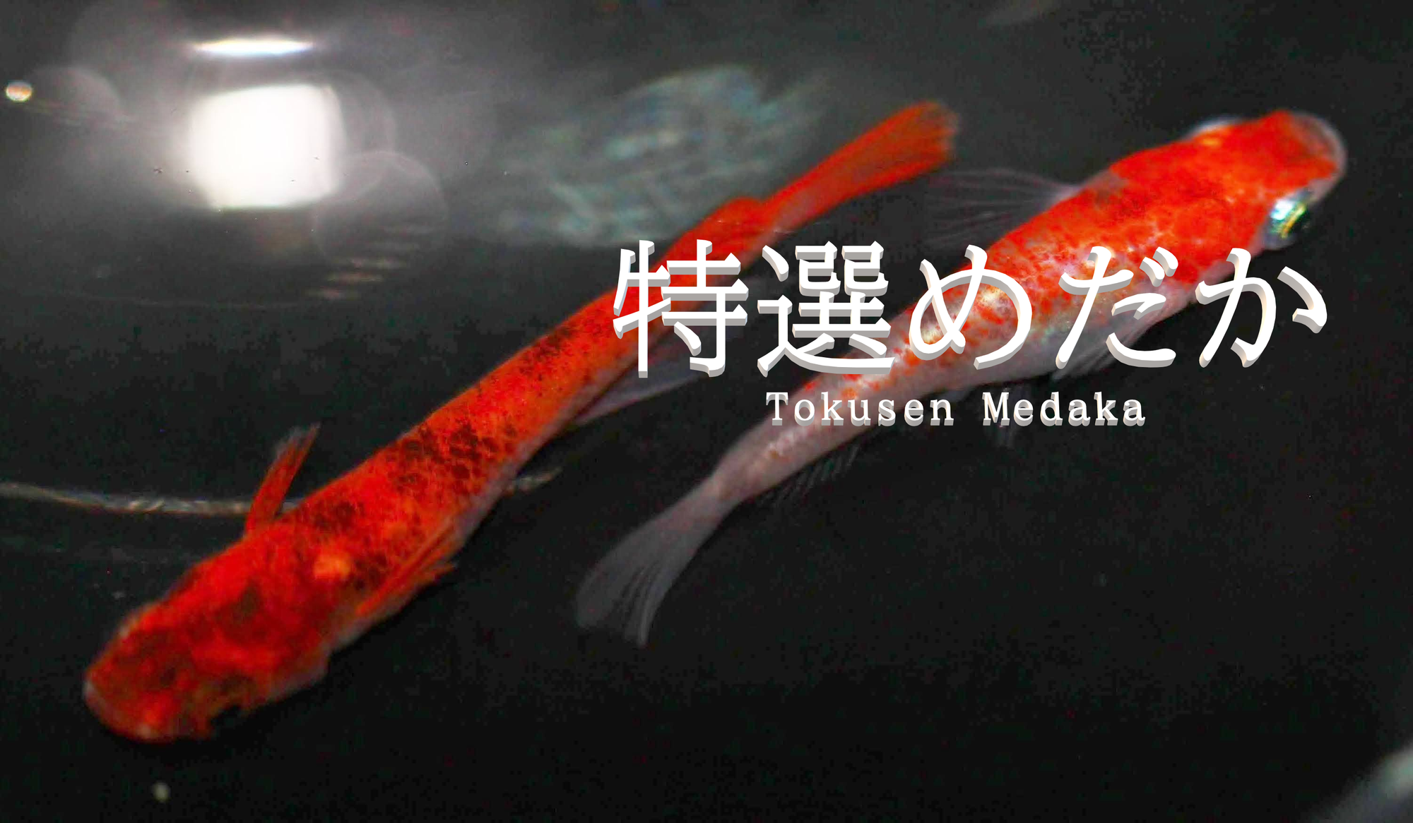 ブログ - tokusenmedaka 特選めだか メダカ・成魚・卵など通販