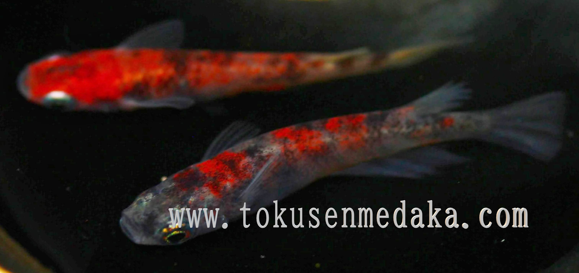 ブログ Tokusenmedaka 特選めだか メダカ 成魚 卵など通販 三色錦 紅白 ラメ ブログ Tokusenmedaka 特選めだか メダカ 成魚 卵など通販 三色錦 紅白 ラメ