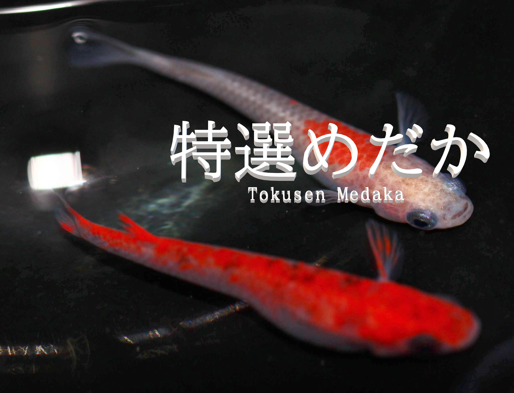 赤メダカを美しく見せる水槽デザイン