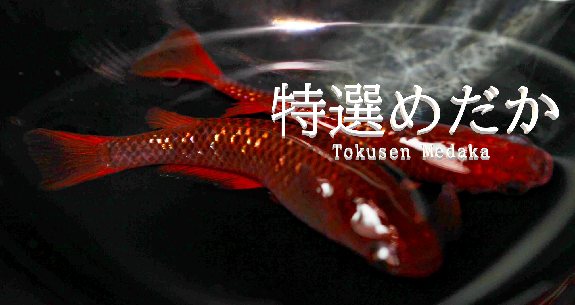 春になると増えるメダカの天敵とは？