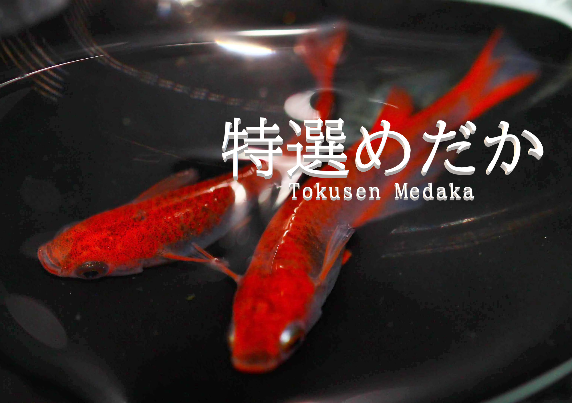 メダカと金魚は一緒に飼える？
