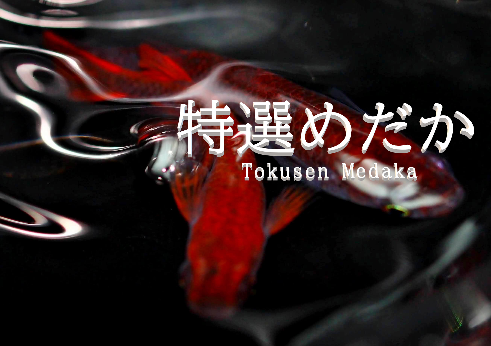 【サンガッツ本舗】豊年魚（レッドシャドー） サンガッツ本舗】豊年魚（レッドシャドー）