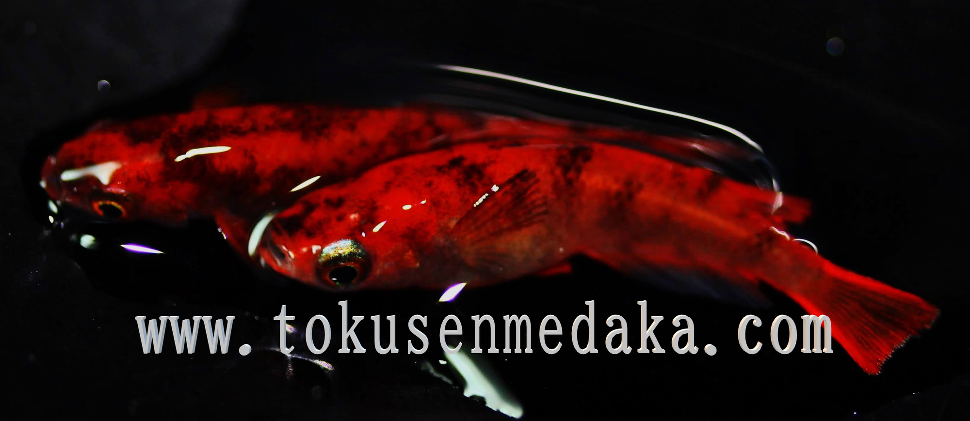 ブログ Tokusenmedaka 特選めだか メダカ 成魚 卵など通販 三色錦 紅白 ラメ