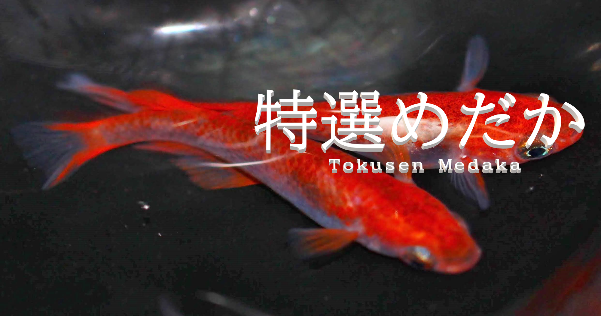 ブログ Tokusenmedaka 特選めだか メダカ 成魚 卵など通販 三色錦 紅白 ラメ ブログ Tokusenmedaka 特選めだか メダカ 成魚 卵など通販 三色錦 紅白 ラメ