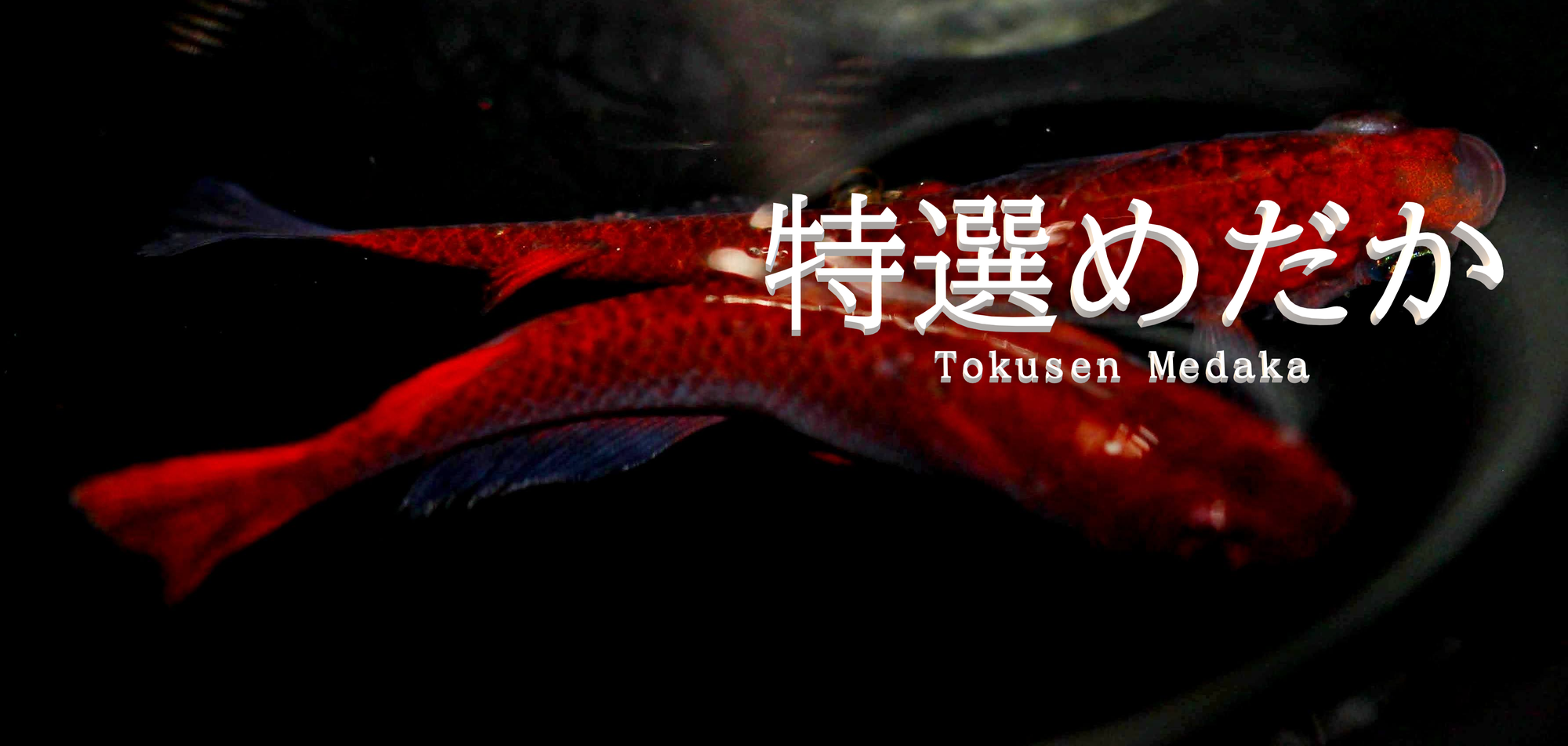 ブログ - tokusenmedaka 特選めだか メダカ・成魚・卵など通販 三色錦