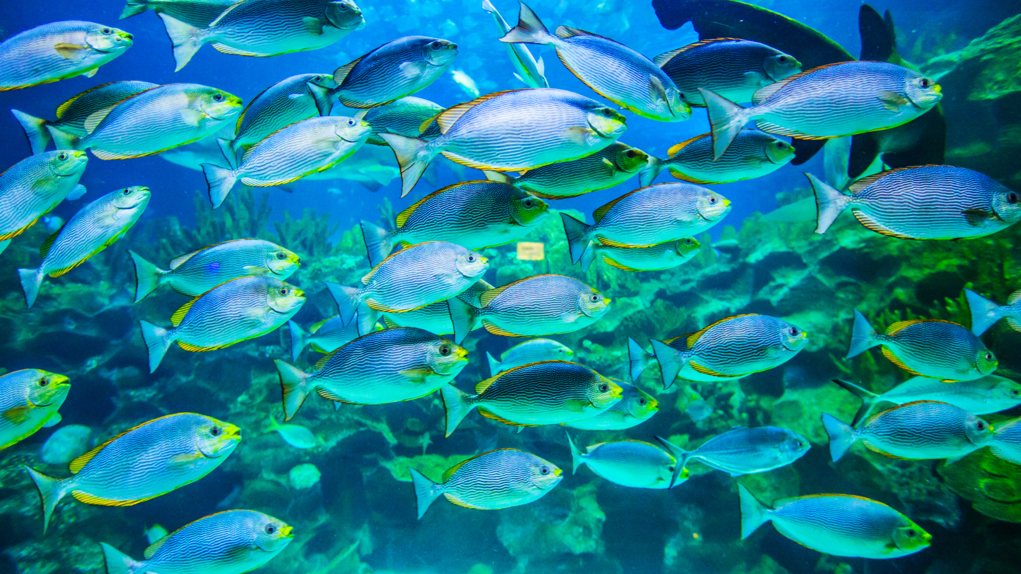 UNIDO イランキハダマグロ漁業改善プロジェクト