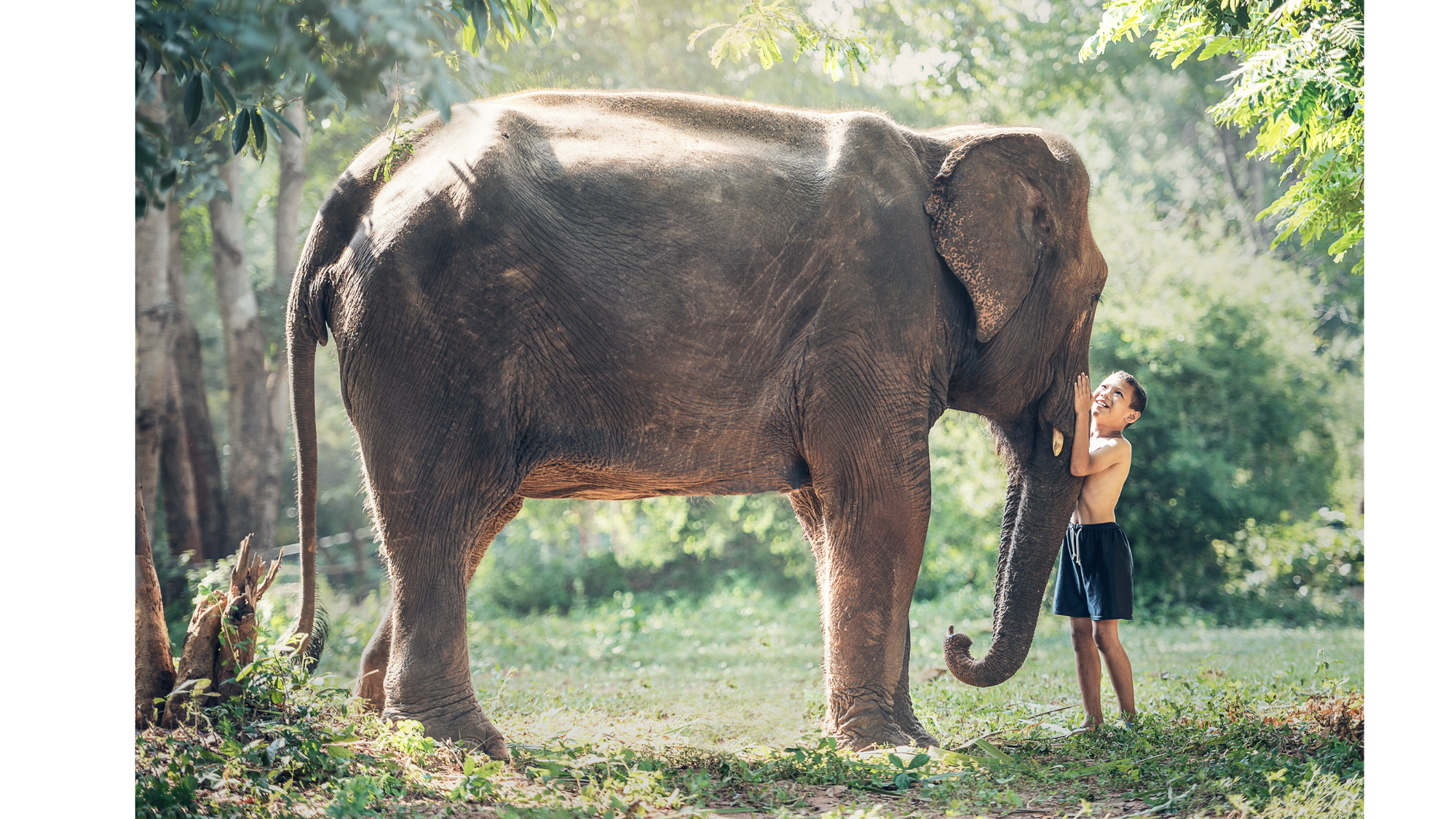 Den Elefant sehen