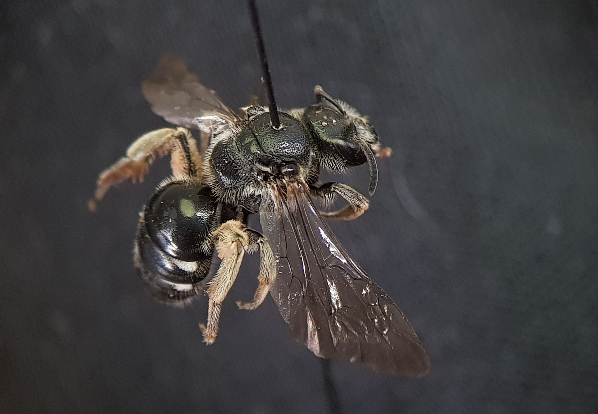Na, wer bist denn du? Die Glockenblumen-Schmalbiene (Lasioglossum costulatum)
