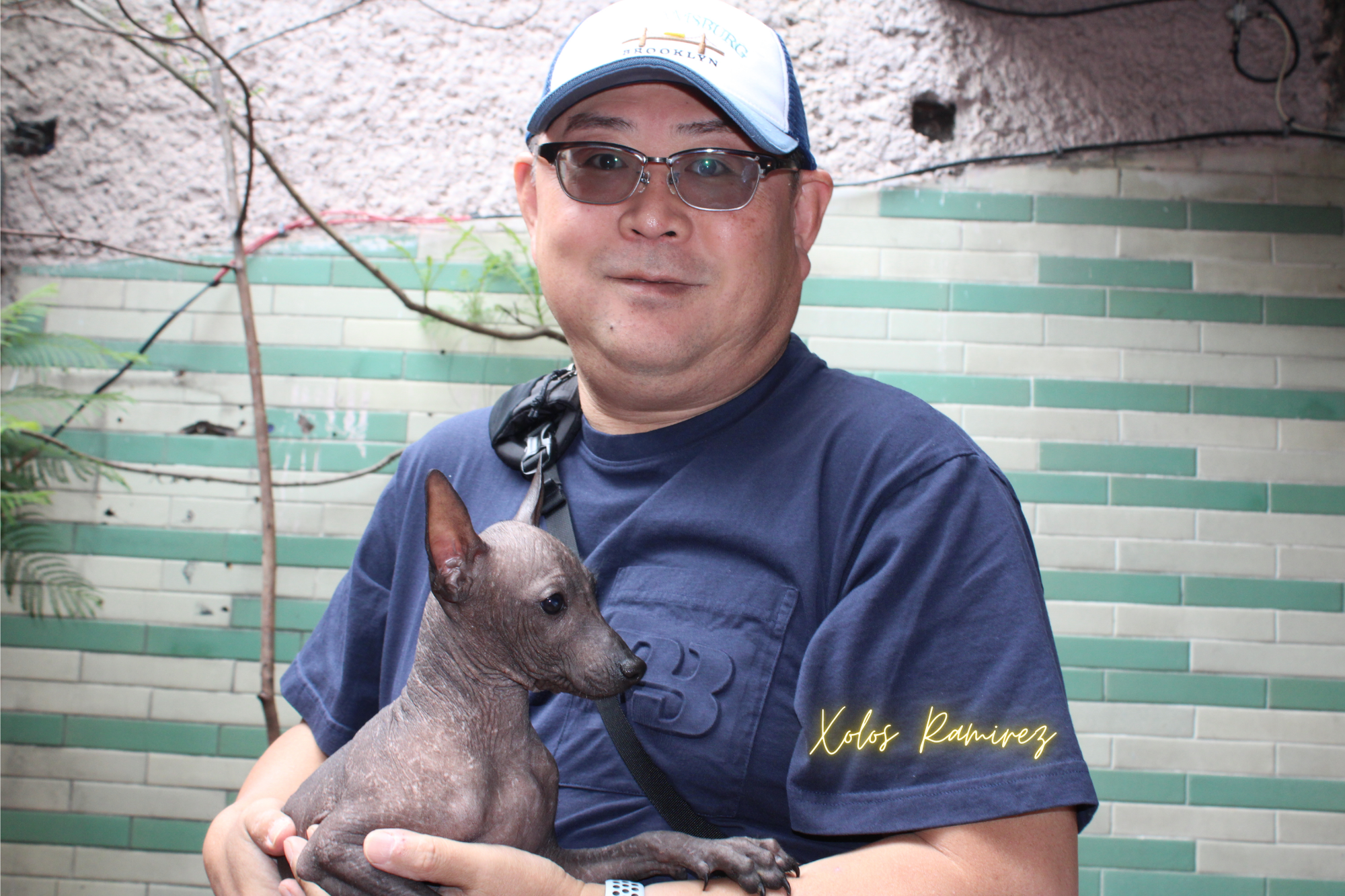 Exciting News: Vesper the Toy Xoloitzcuintli Finds His Forever Home in Mexico with Komemushi