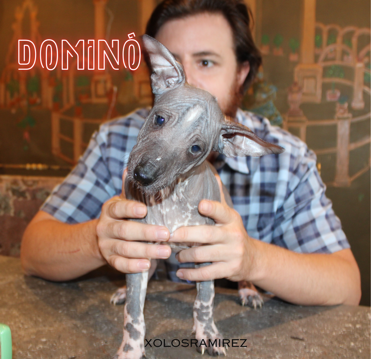 Domino Ramírez: El Cachorro Xoloitzcuintle que Conquistó 'Café con Xolos'