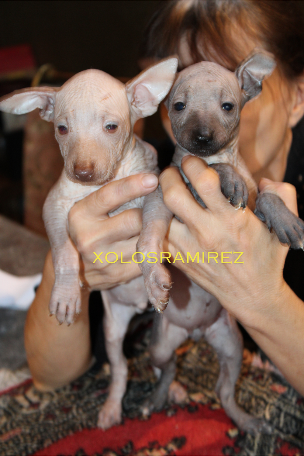 Vacunación de Camada de Tonalli y Gema con Novibac Puppy