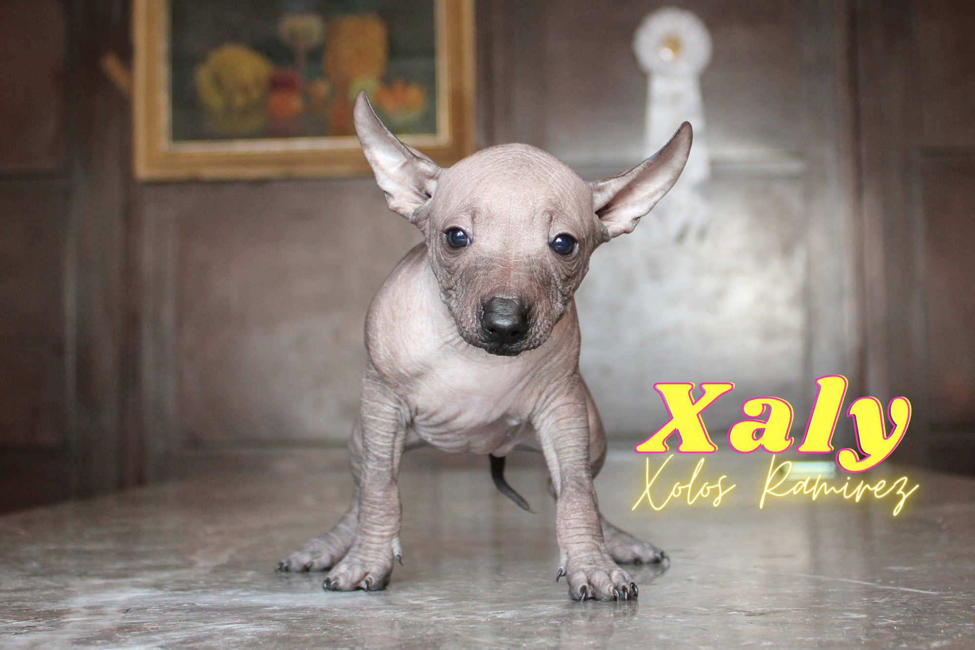 Unveiling the Remarkable Journey of the Xoloitzcuintli: Mexico's Revered Breed
