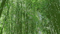 Site de bambooworld4u !