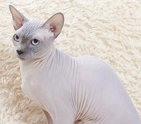 Sphynx