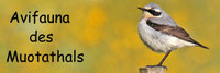 die Muotathaler Vogelwelt
