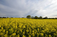 Rapsblüte an der Schlei