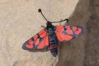 Z. felix rolleti (Haut Atlas oriental) (Photo J.-M. André on an indication of M. Tarrier) 