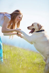 Hundeschule weißer Hund