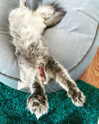 Madame Milou Bürochefin