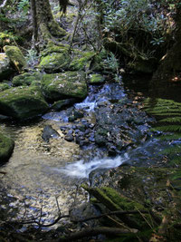 Wasserfall in Mount Field