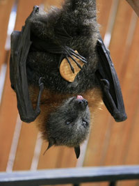 Fruitbats