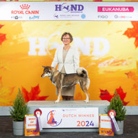 四国犬  Shikoku Ken