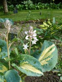 Hosta Dream Queen