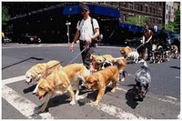 Dog Walkers in New York.