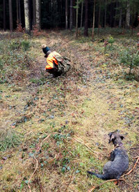 Der Hund wird abgelegt, während ich den Anschuss untersuche. Der Hund ist schon gespannt und wartet auf seinen Einsatz.