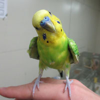 tsubasa2016年に里親が決まったセキセイインコ