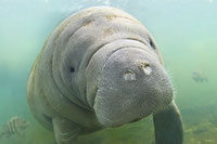 スキューバダイビング，スキンダイビングでラパスへ