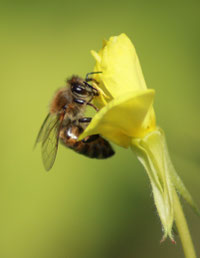 oder die Nachtkerze (Oenothera sp.), um für die Bienlarven, die einmal als ausgewachsene Bienen den Winter überstehen müssen, Pollen und Honignektar zu sammeln.