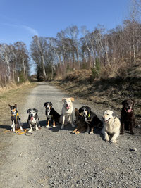 Viele verschiedene Hunde üben Verbindlichkeit - Hundeschule Rundum Glückshund