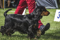 chien noir et feu en exposition canine par coach canin 16 educateur canin Cognac angoulême