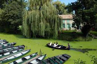 Les barques d'un embarcadère parmi d'autres dans le Marais poitevin. Des canaux recouverts de lentilles vertes à l'ombre des arbres