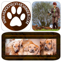 moringen-hundeprofis Webseite!