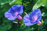 夏の花一覧