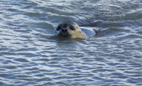 Réservez votre sortie nature découverte des phoques en Baie de Somme avec Découvrons la Baie de Somme