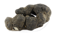 Bio Polyporus