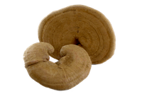 Bio Reishi