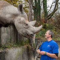 Martin Bucher mit dem Spitzmaulnashornbullen "Jeremy" im Zoo Zürich