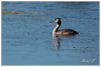 Oiseaux plongeurs