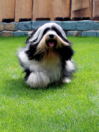 Pirjo Mäki_Tibet Terrier_Peter Künzel_Katja Rauhut_Ti La Shu_KTR_Oelde