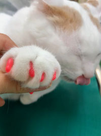 猫の爪除去手術／長谷川動物病院